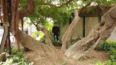 榕樹聚陰|頭下腳上種植的「倒頭榕」為何還能生長呢？關於榕樹和它的民俗。